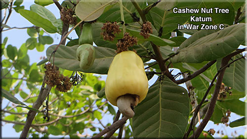 Cashew