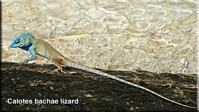 Lizard