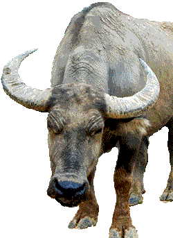 WaterBuffalo